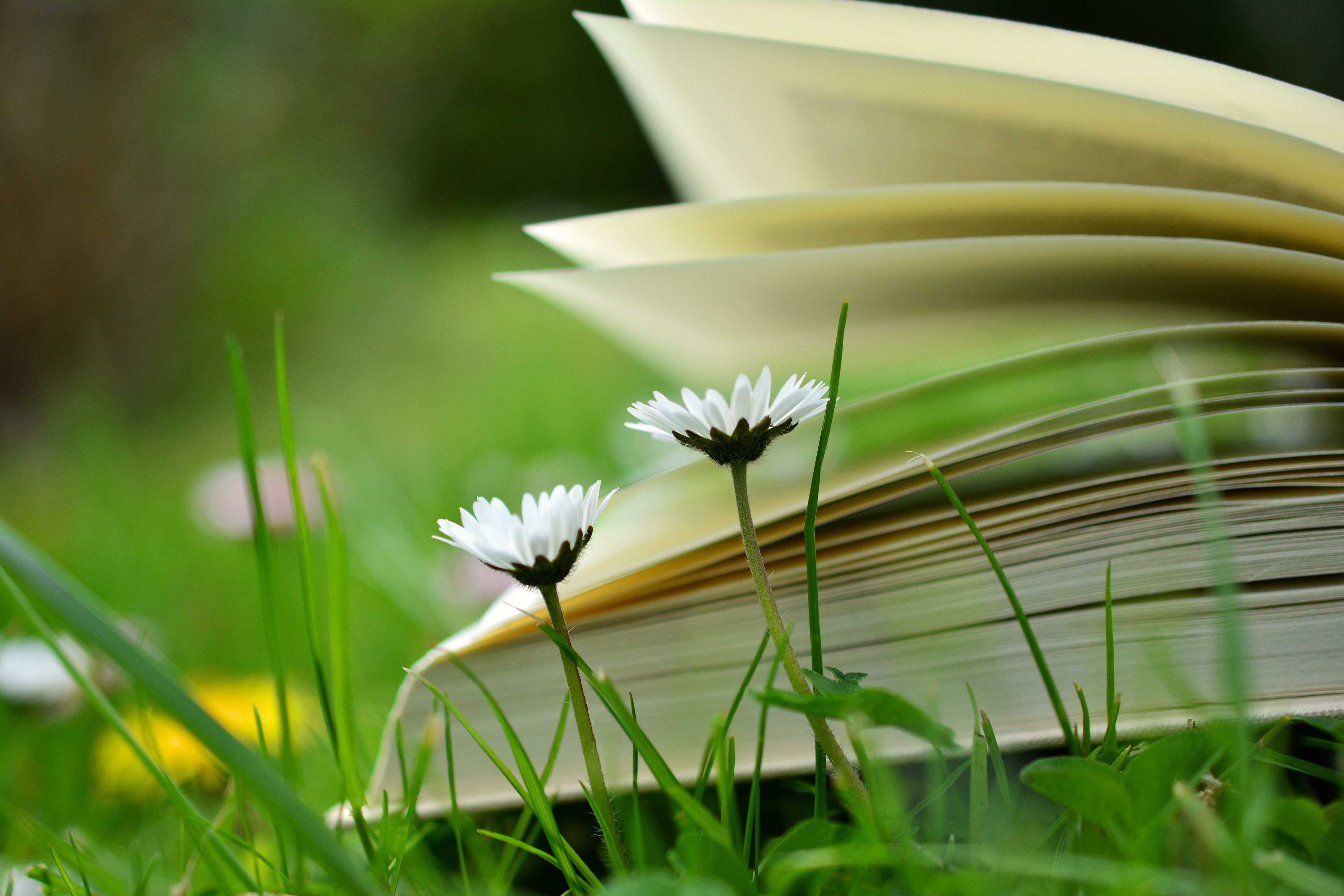One side an open book in a meadow. Daisy flowers are in the foreground in front of the book leaves.